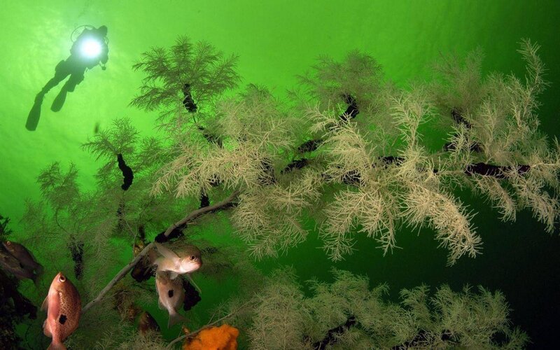 Diver observing underwater plants