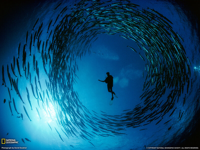 Diver surrounded by fish