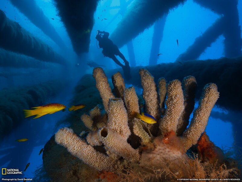 Diver under Pier