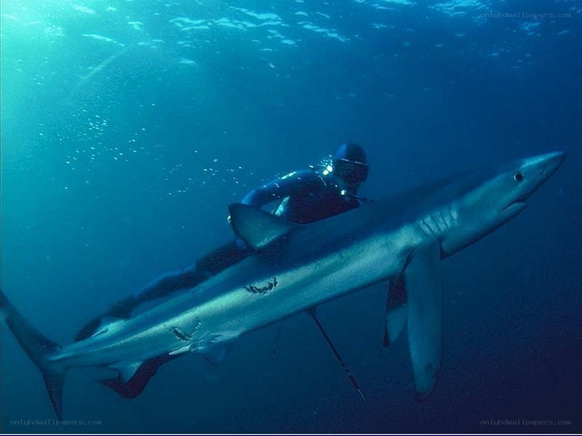 Diver with blue shark