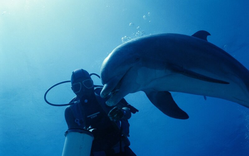 Diver with dolphin underwater