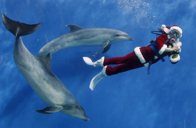 Diver with Dolphins
