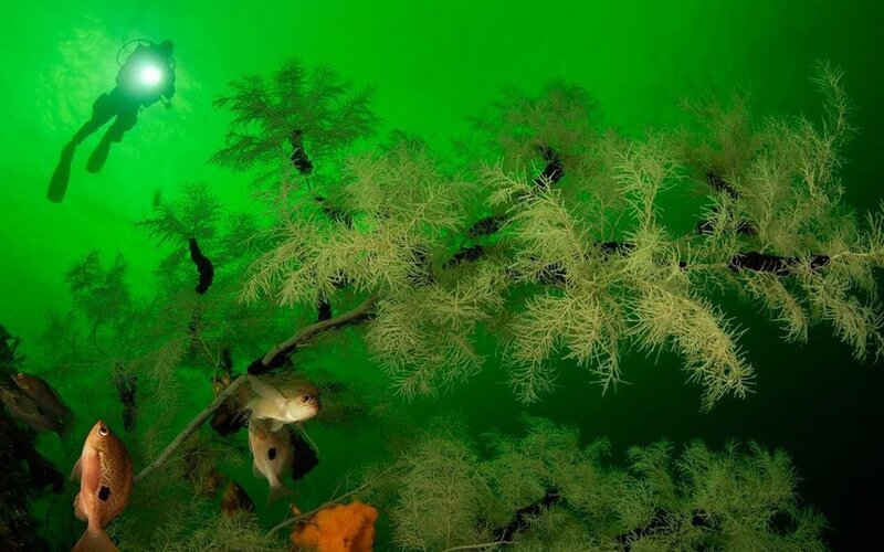 Diver with Fish and Plants