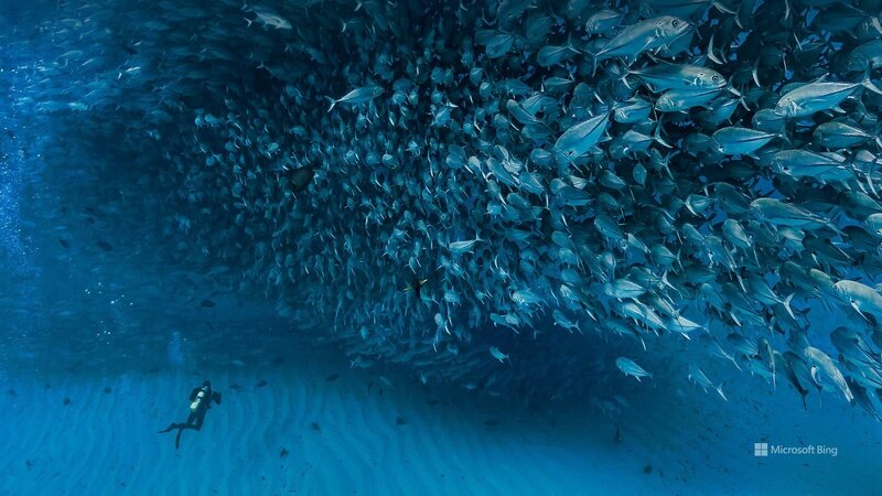 Diver with Fish School — Blue, Serene