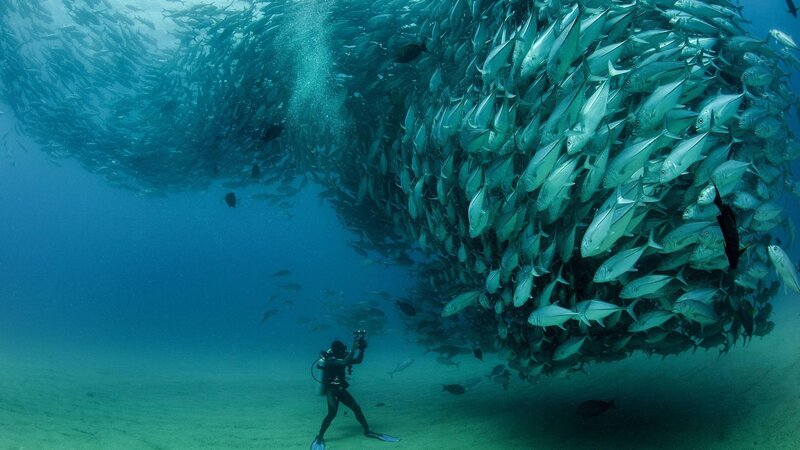 Diver with Fish School