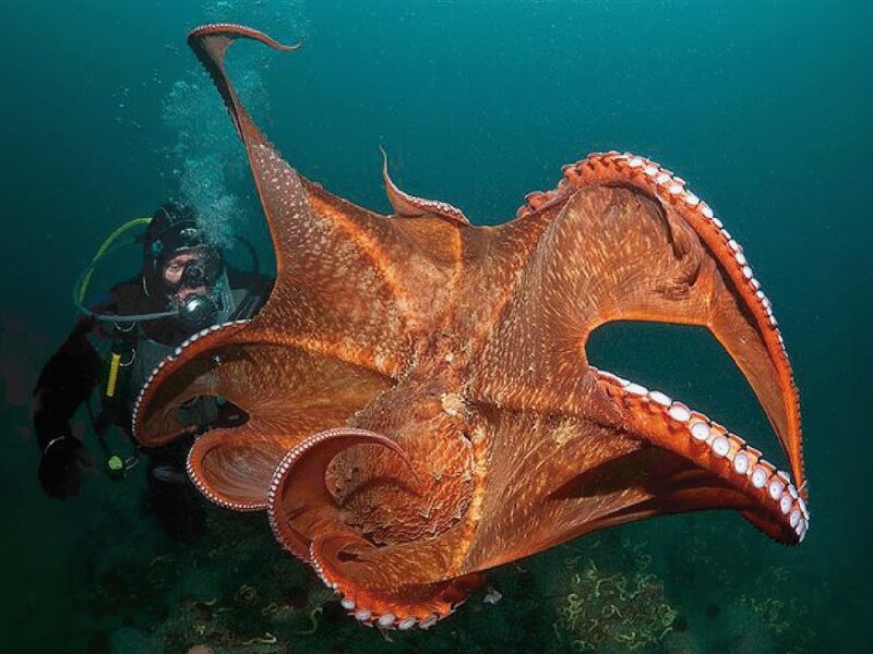 Diver with giant octopus