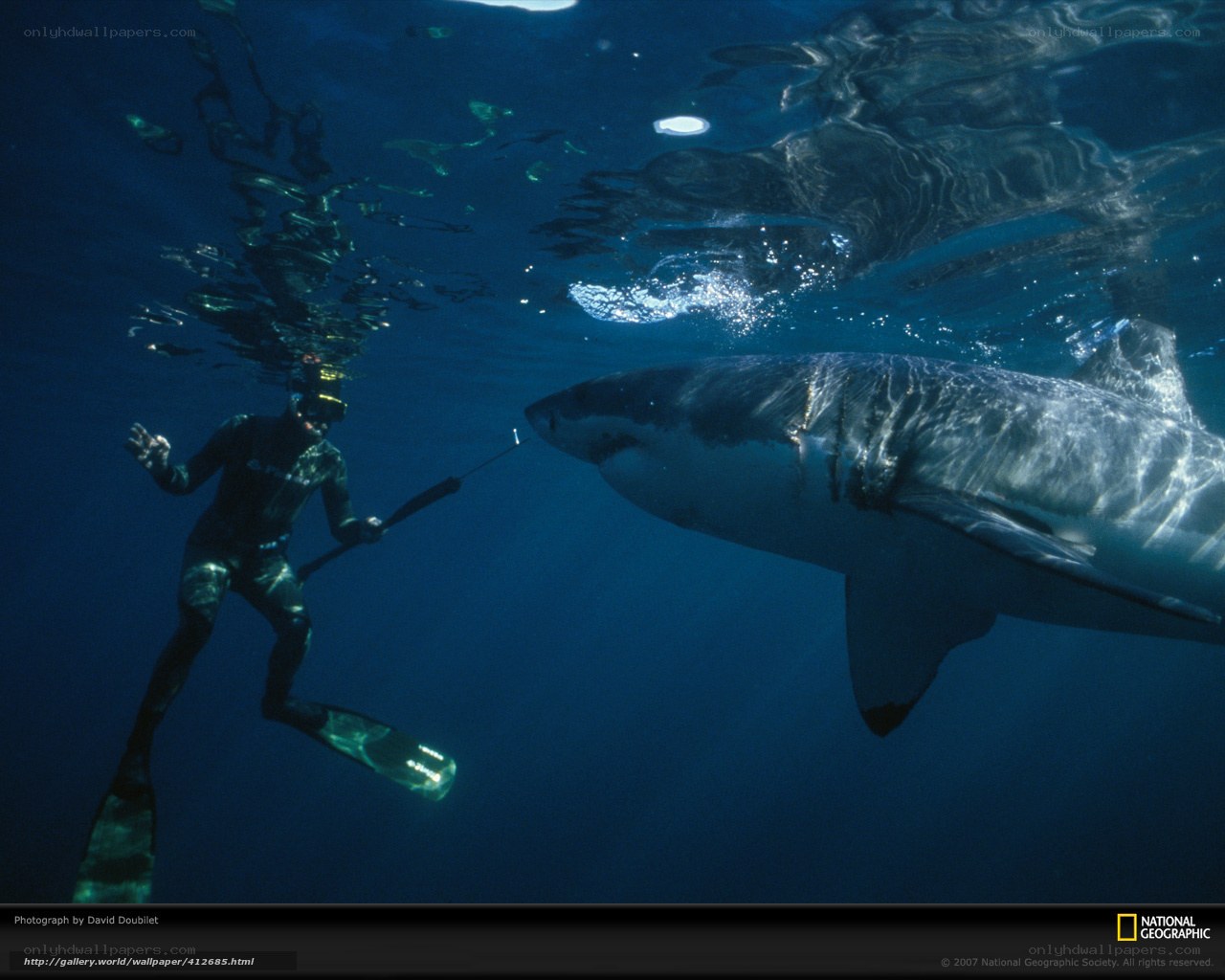 Diver with great white shark