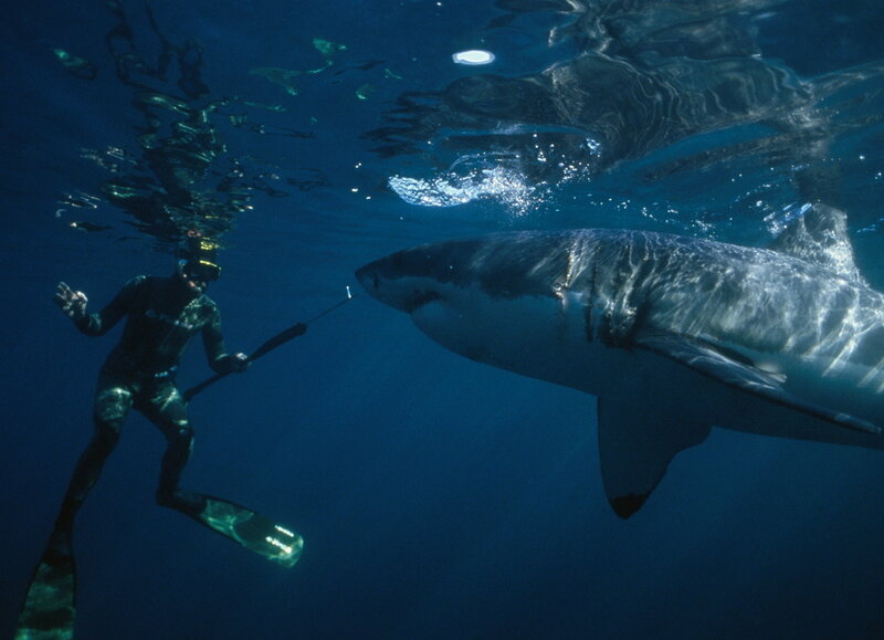 Diver with great white shark