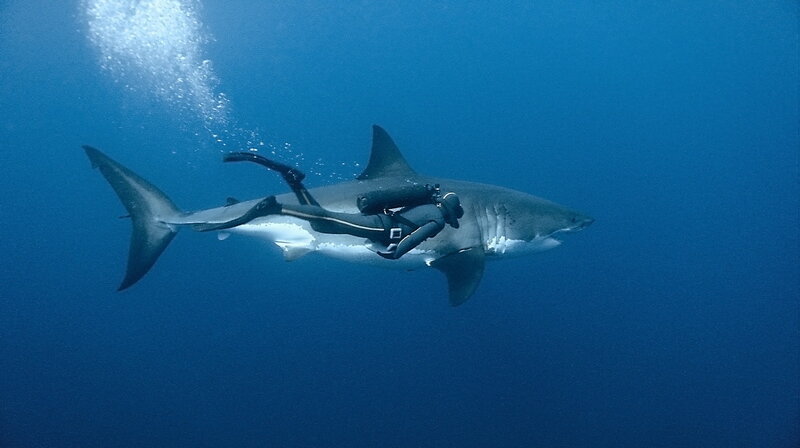 Diver with great white shark