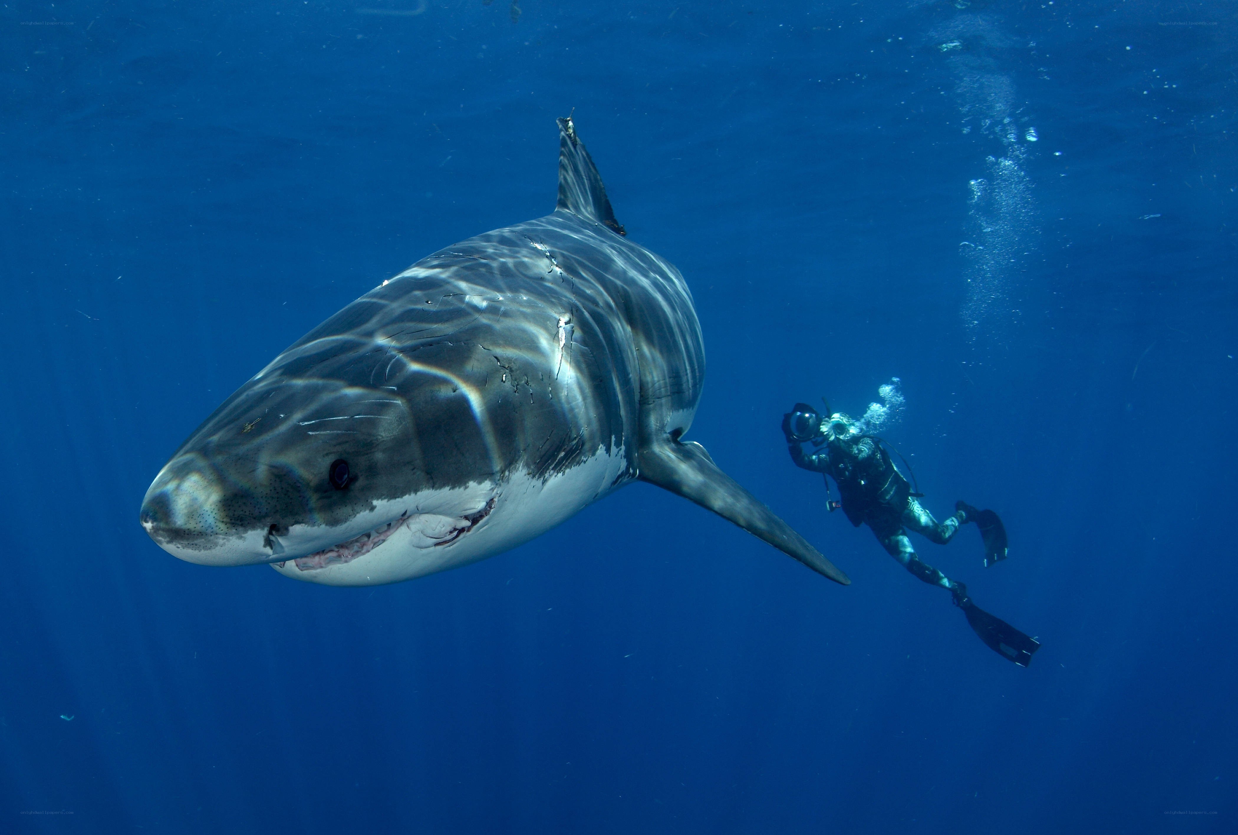 Diver with great white shark