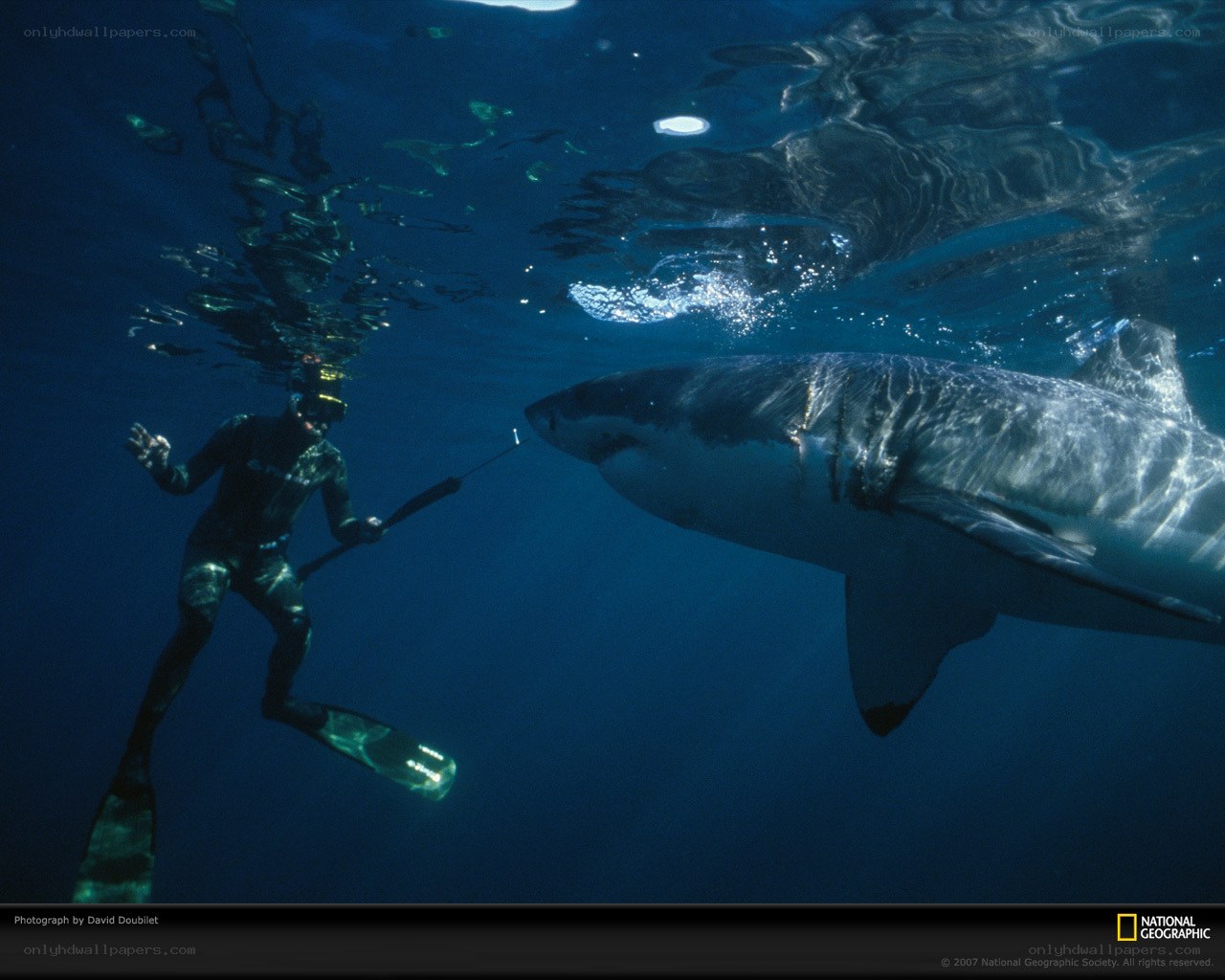 Diver with great white shark