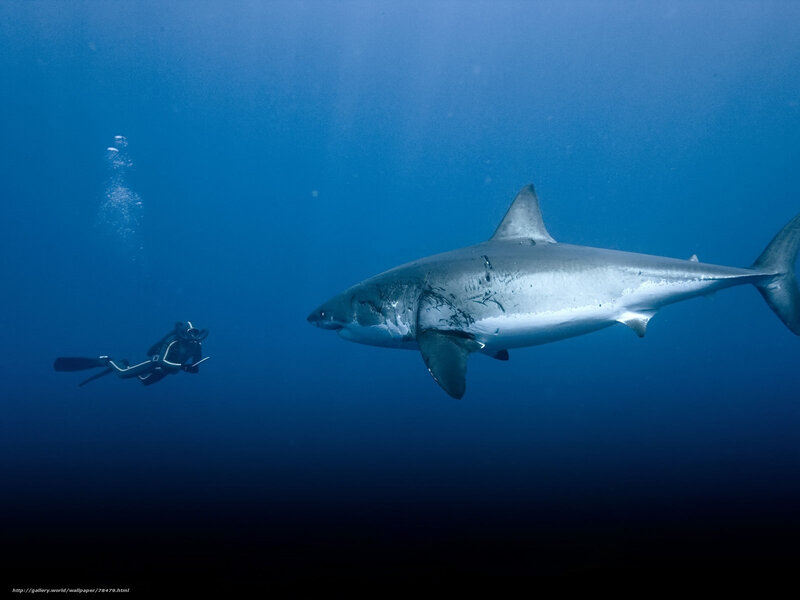 Diver with great white shark