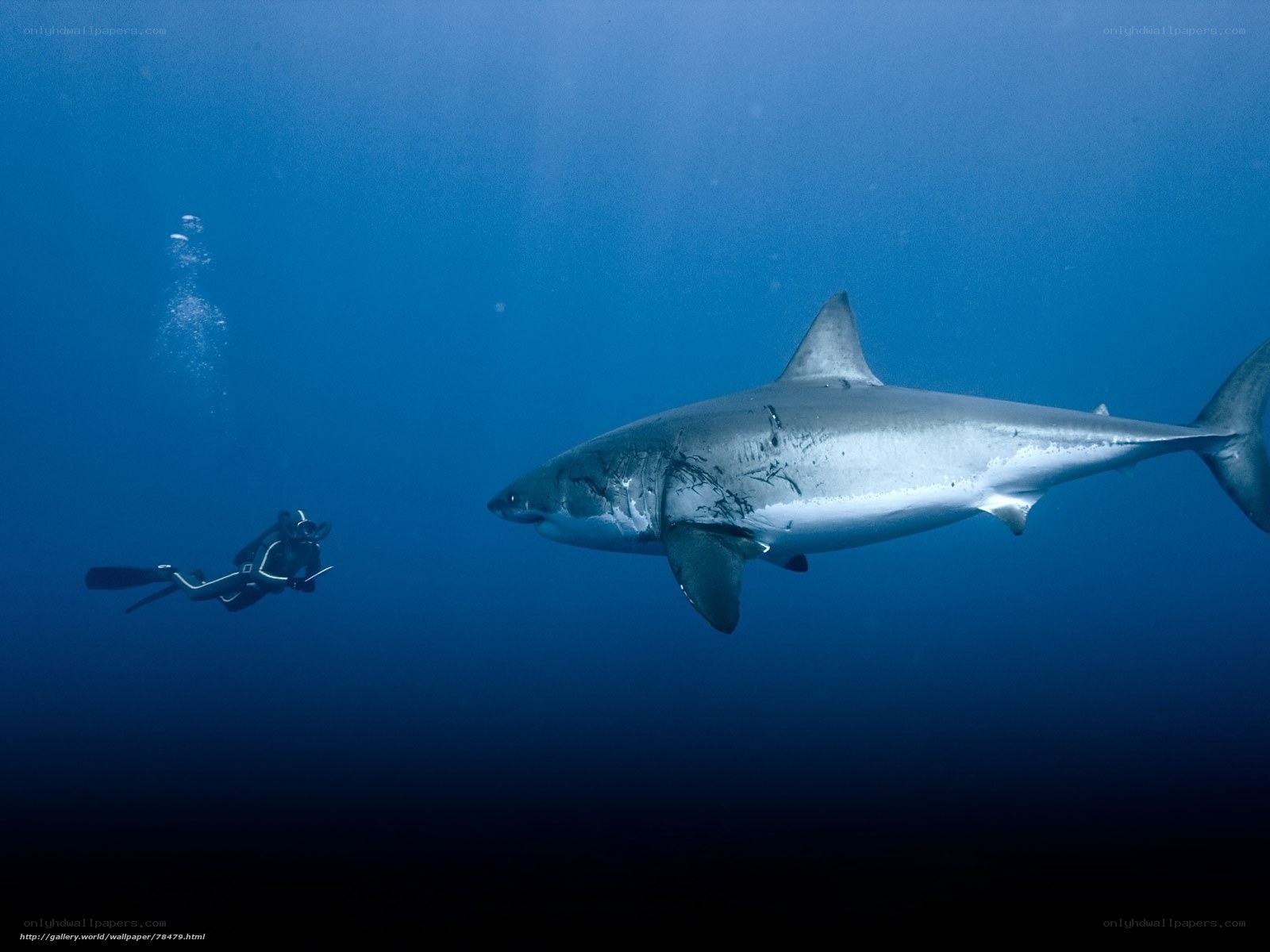 Diver with great white shark