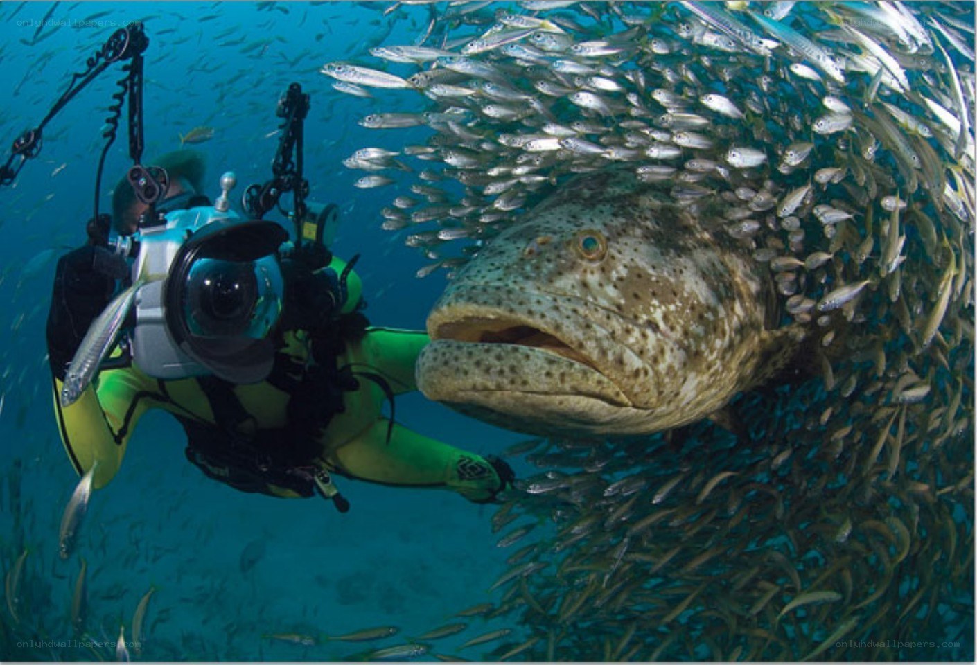 Diver with grouper and fish school