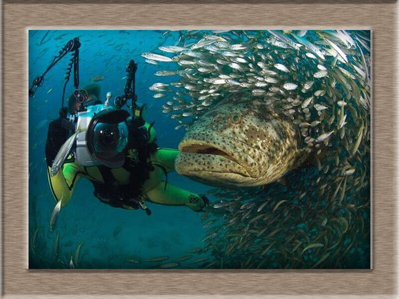 Diver with Grouper Fish