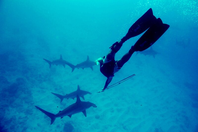 Diver with hammerhead sharks