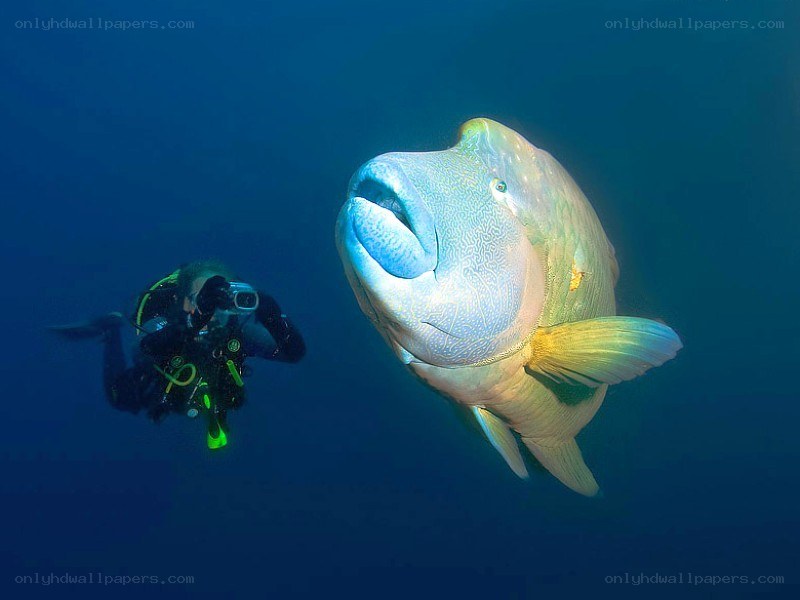 diver with large fish