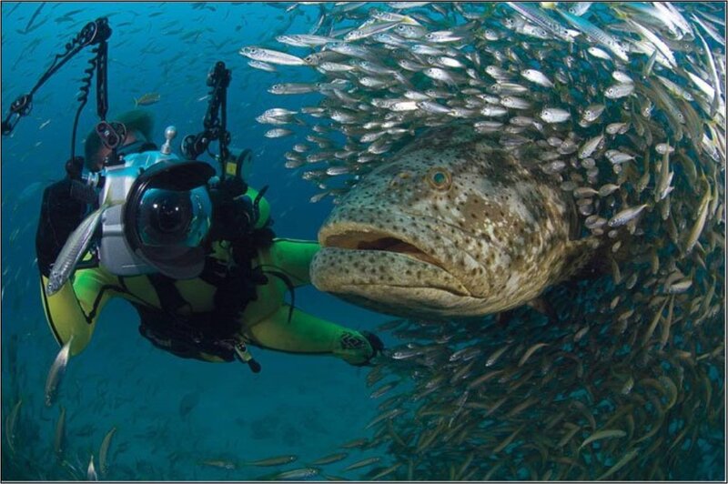 Diver with large fish and school