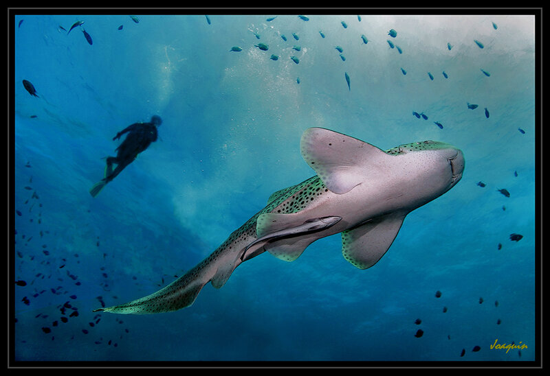 Diver with leopard shark underwater