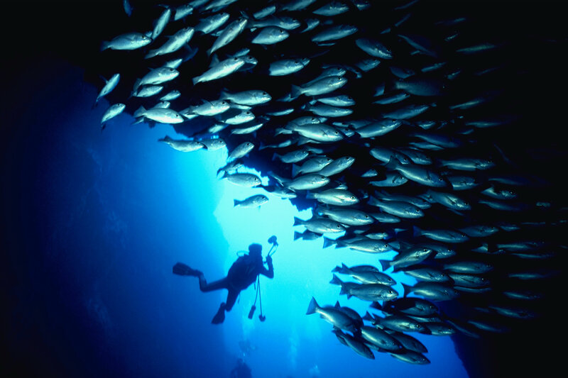 Diver with school of fish