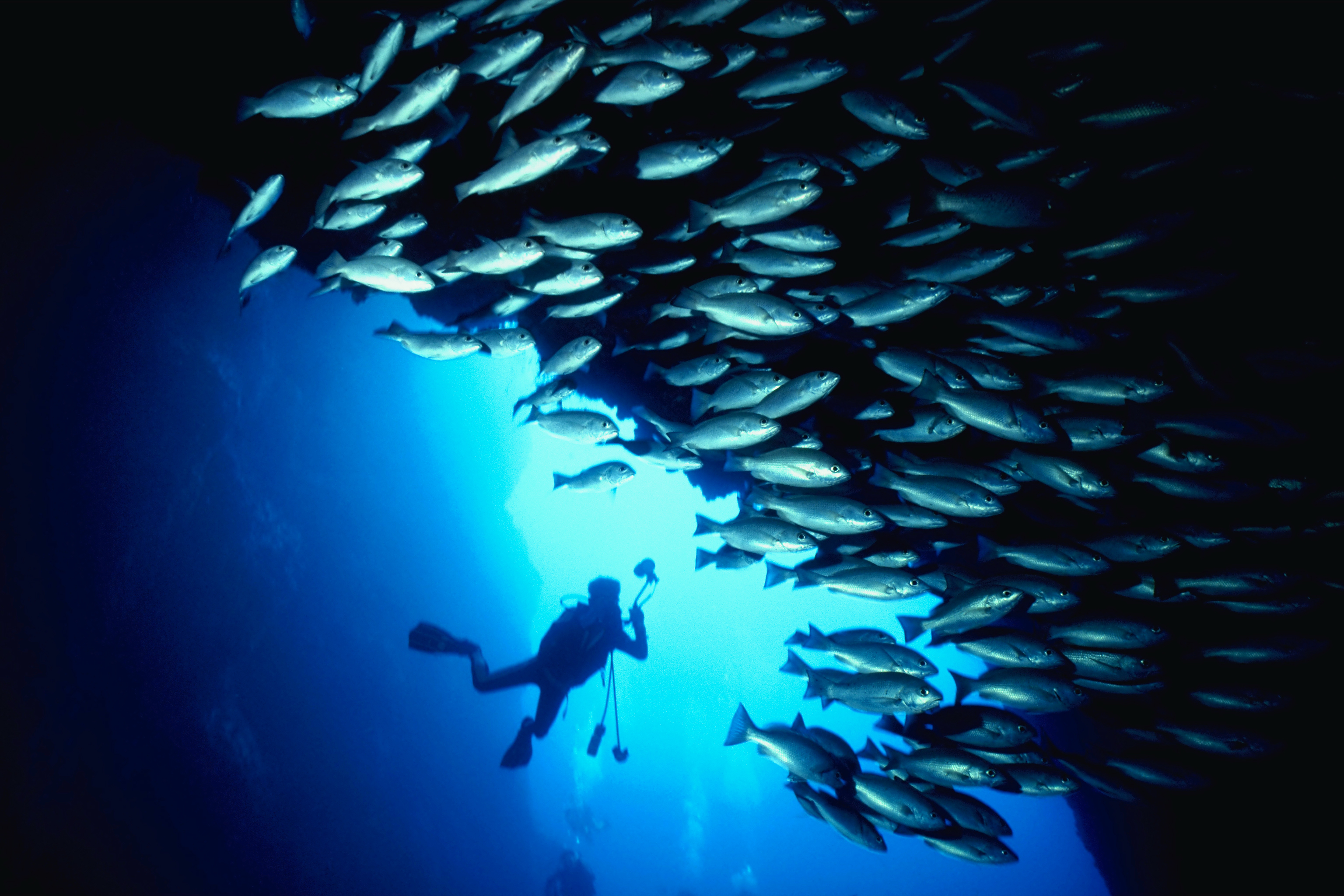 Diver with school of fish
