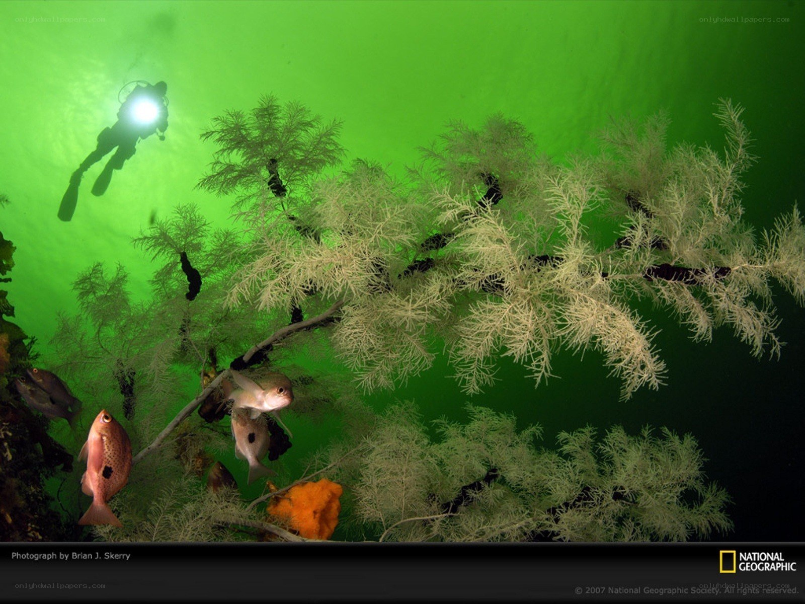 Diver with sea fans underwater
