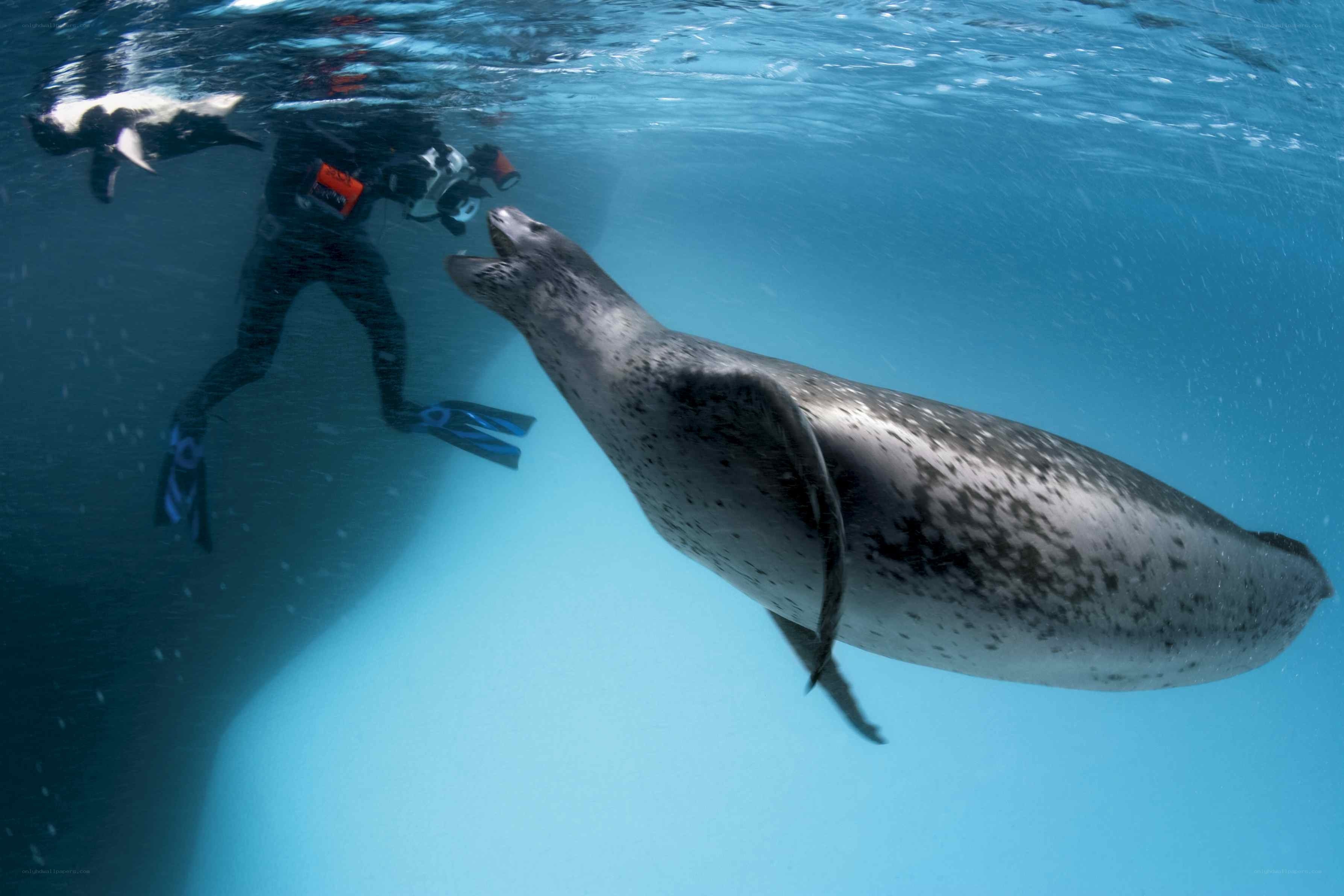 diver with seal underwater