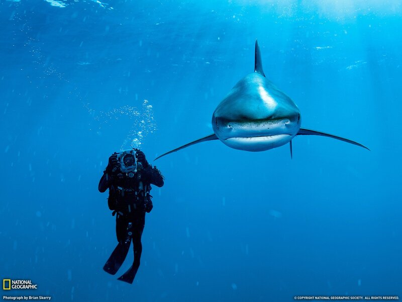 Diver with shark underwater