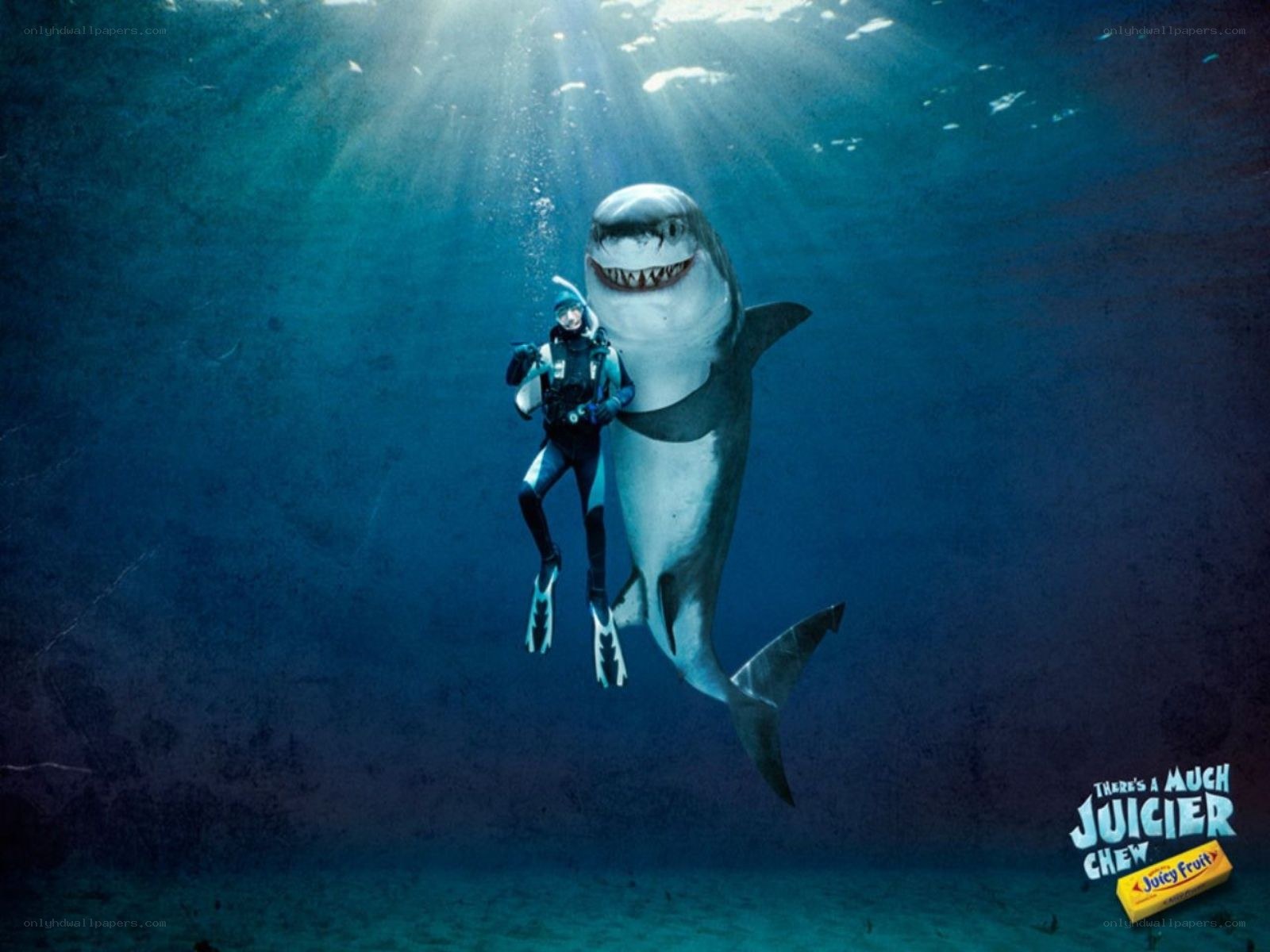 Diver with shark underwater
