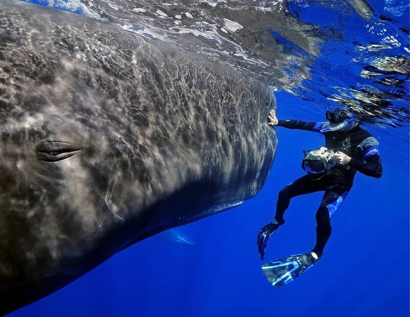 Diver with Whale — Blue, Serene, Photograph, Scuba Gear