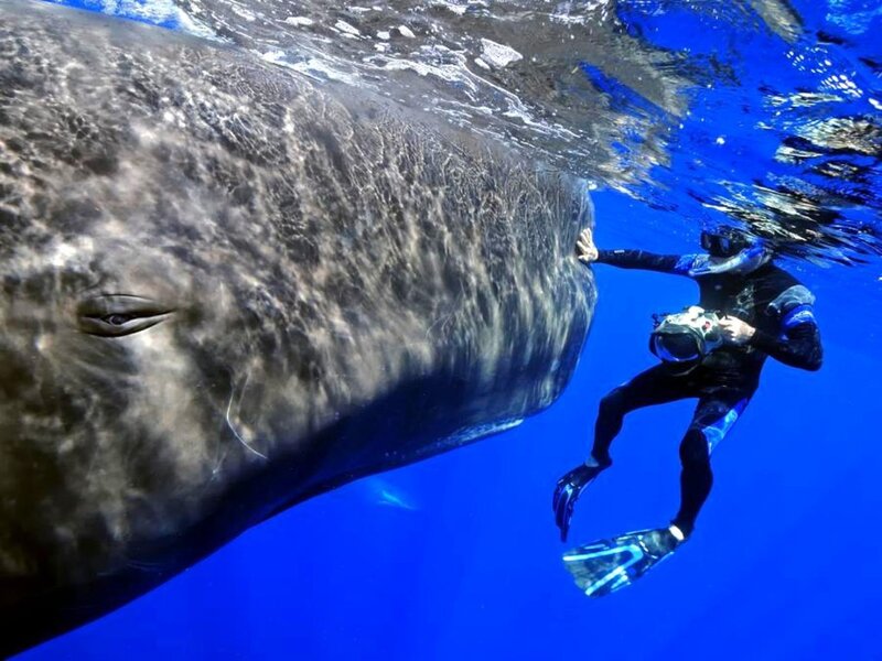 Diver with Whale — Blue