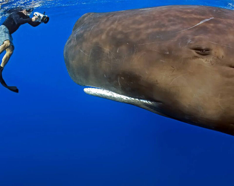 Diver with Whale