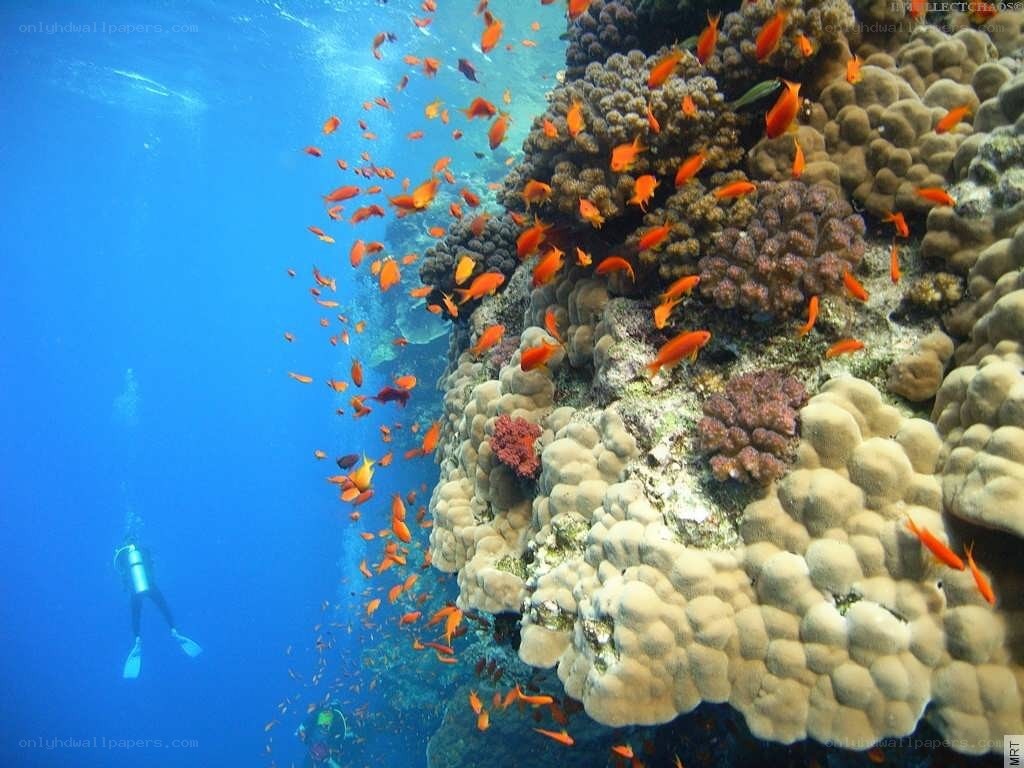 Divers exploring coral reef