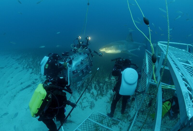 Divers filming shark underwater