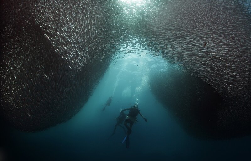 Divers in Fish School