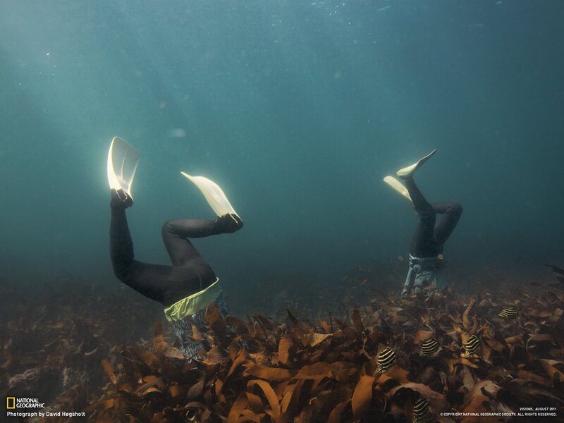 Divers in kelp forest