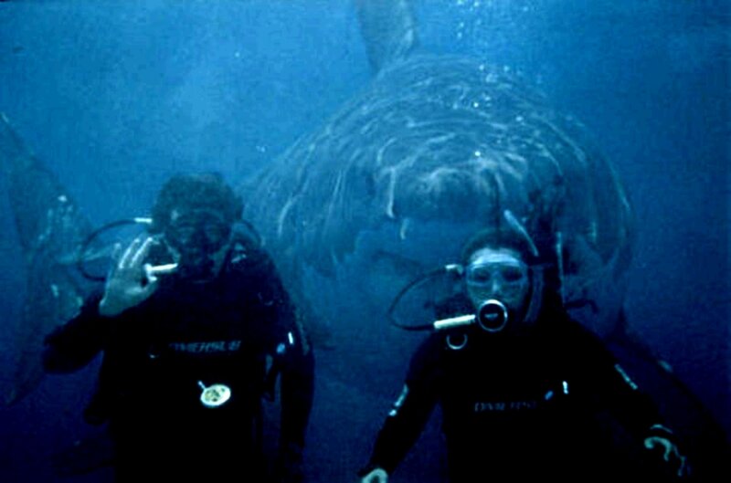 Divers with Shark