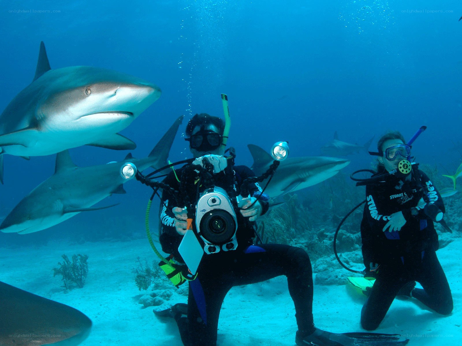 Divers with sharks underwater