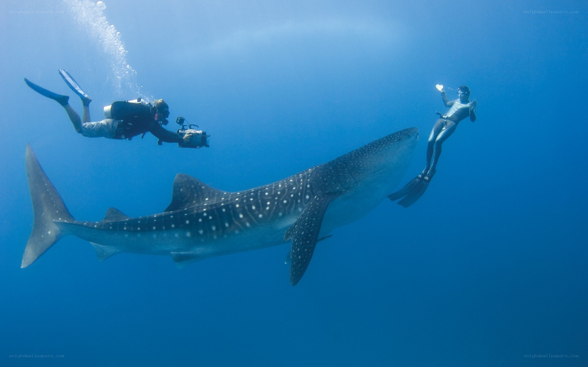 Divers with whale shark