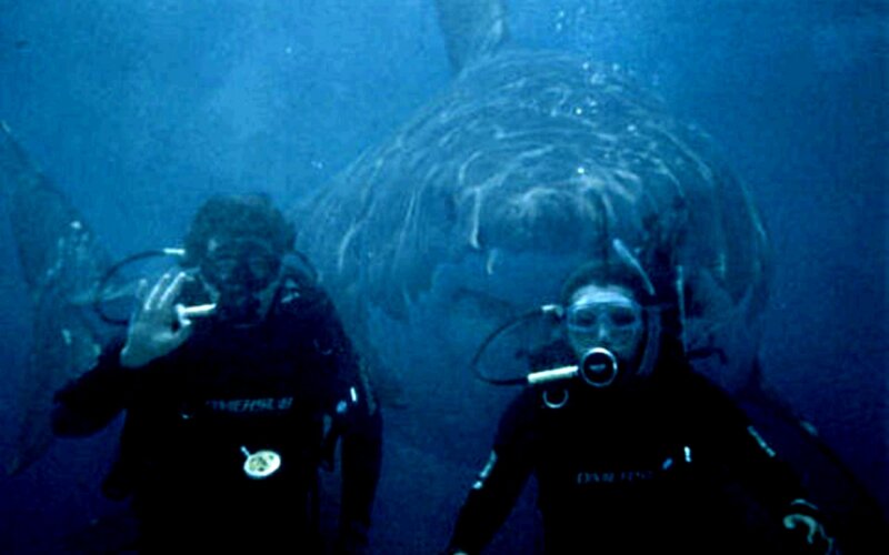 Divers with Whale Shark — Blue