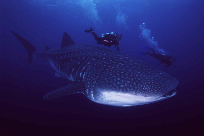 Divers with whale shark