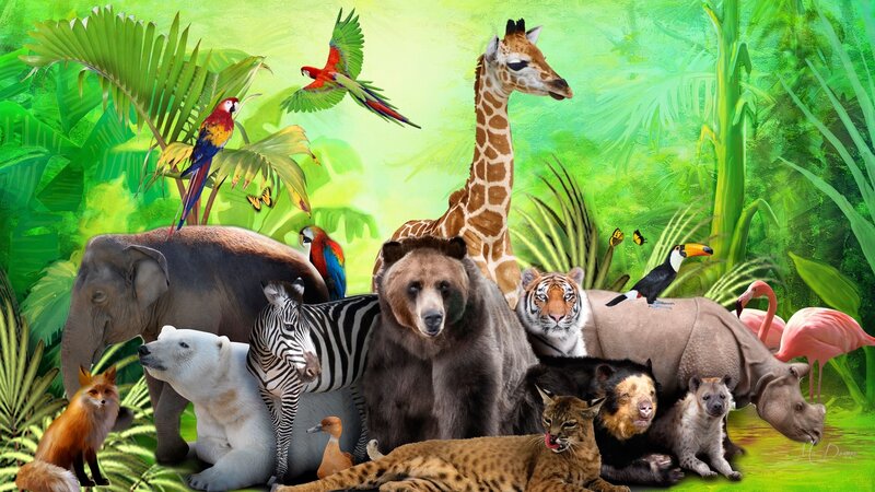 Diverse Animals in Jungle