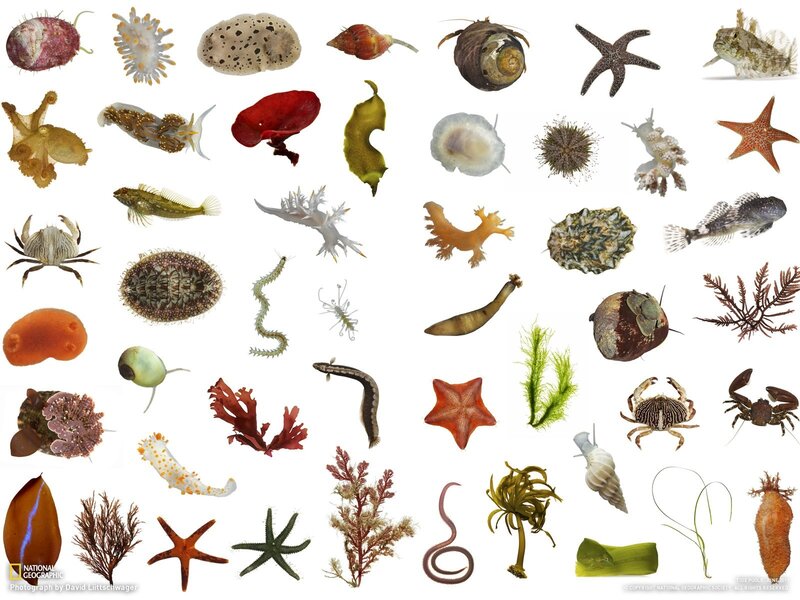 Diverse tide pool organisms