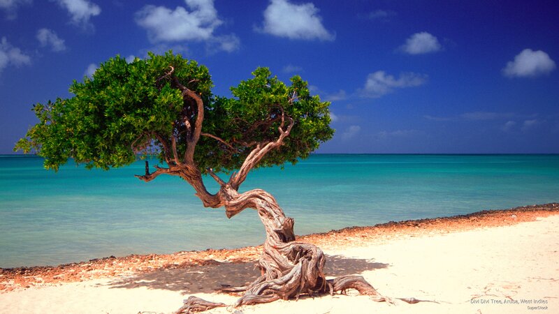 Divi Divi Tree on Beach
