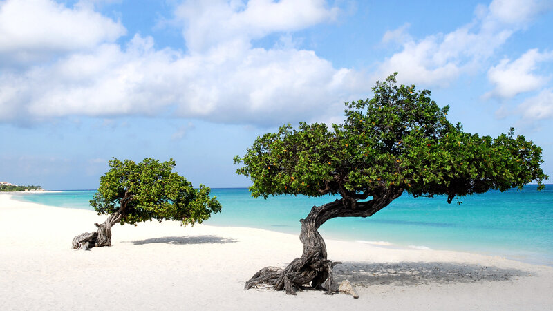 Divi Trees on Beach