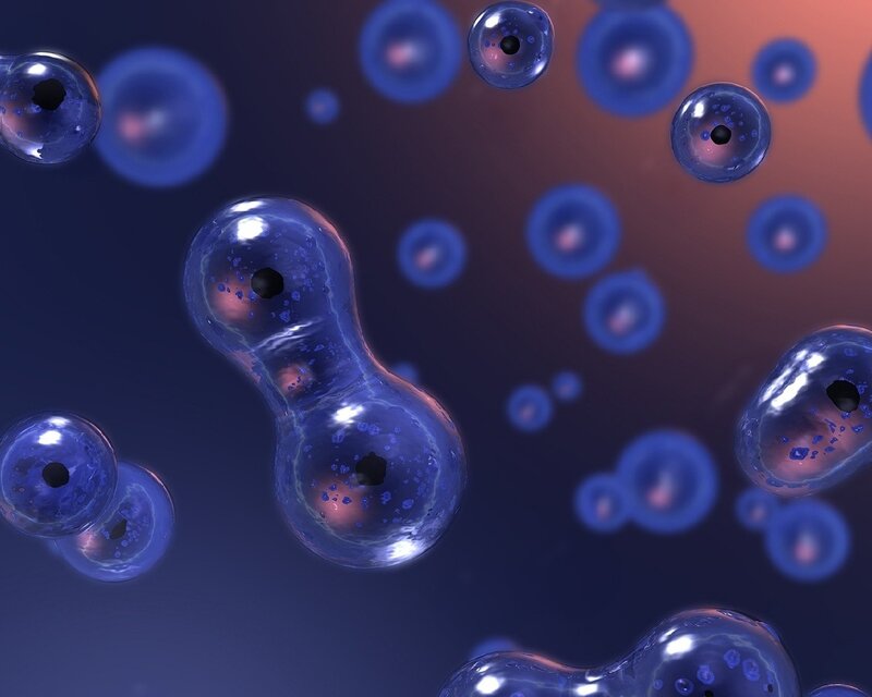 Dividing Cells — Blue, Scientific, 3d Render, Cell Nucleus