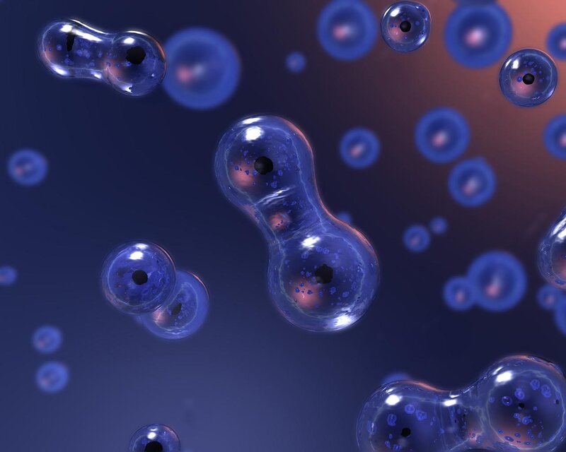 Dividing Cells