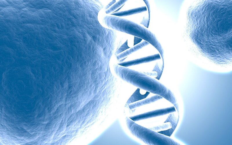 DNA double helix in cell