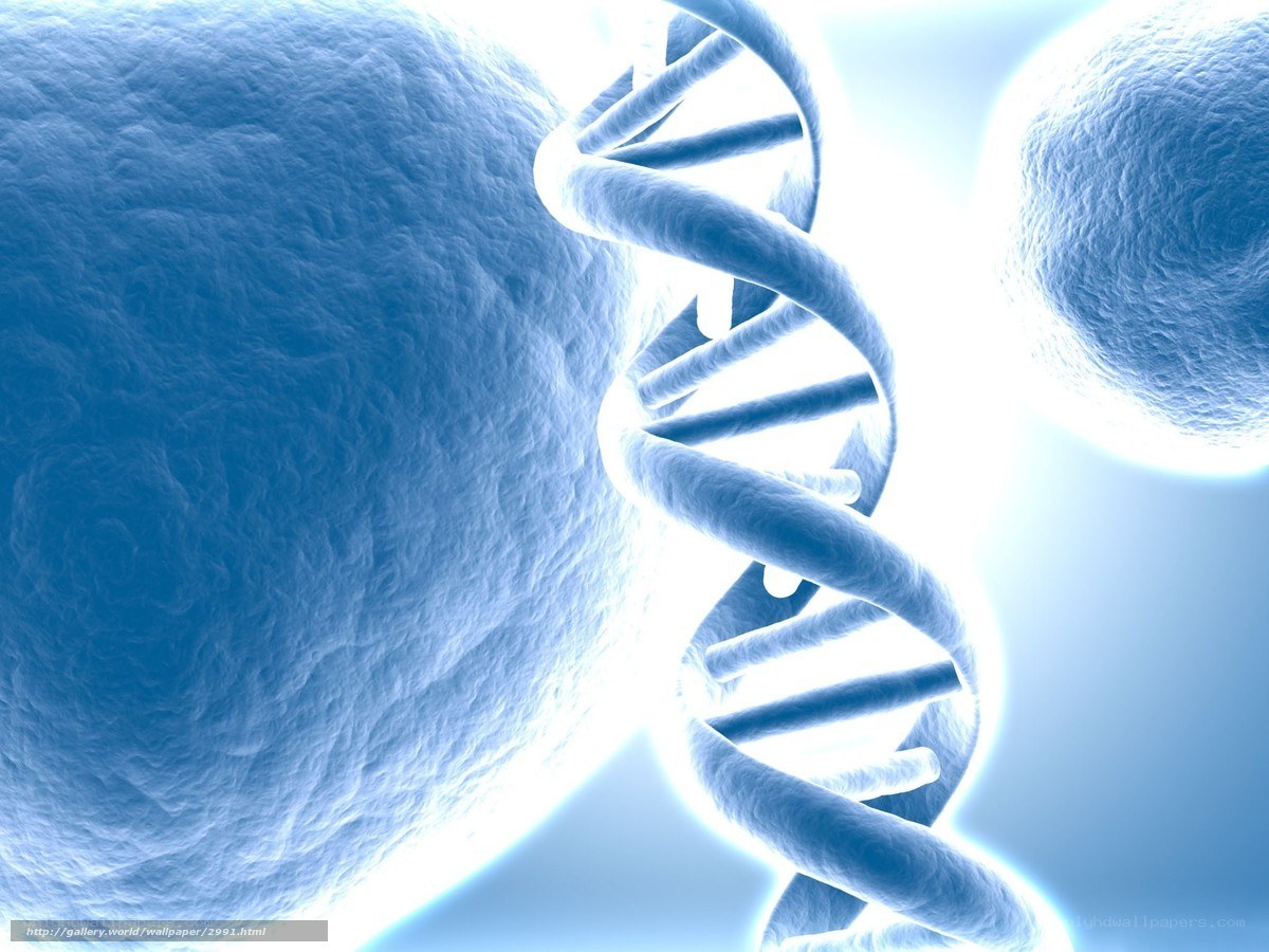 DNA double helix in cell
