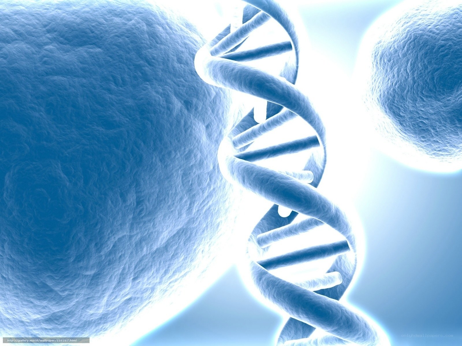 DNA double helix in cells